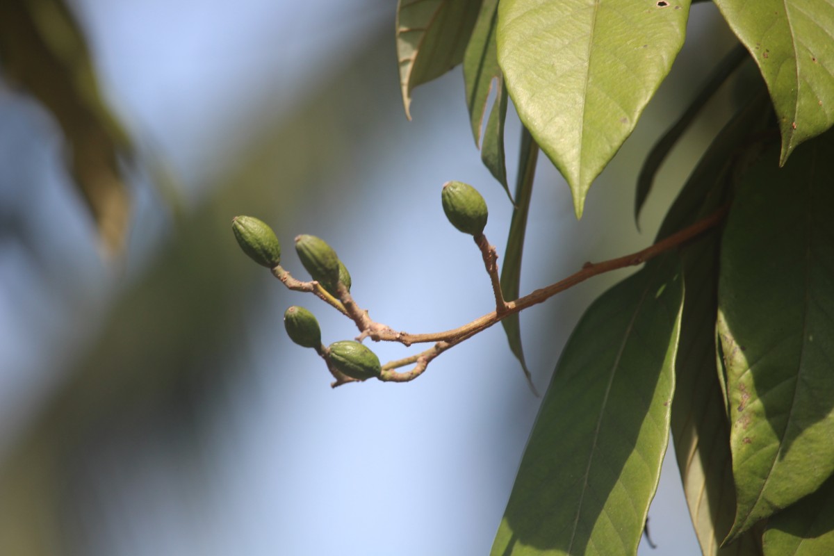 Cryptocarya wightiana Thwaites